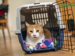 Dịch vụ đặt vé thú cưng chó mèo đi Anchorage Mỹ EVA Air